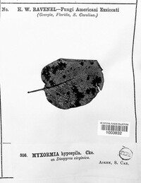 Myxormia hypospila image